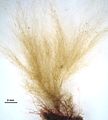 Choristocarpus tenellus2